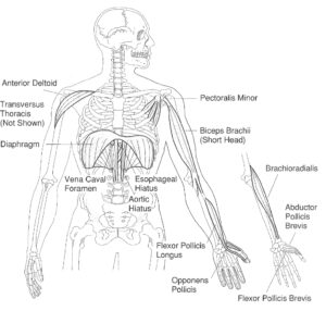 JingJIn Pulmón Dao of Chinese Medicine